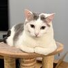 catze